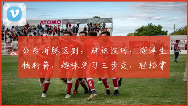 公母海豚区别，辨识技巧，海洋生物科普，趣味学习三步走，轻松掌握